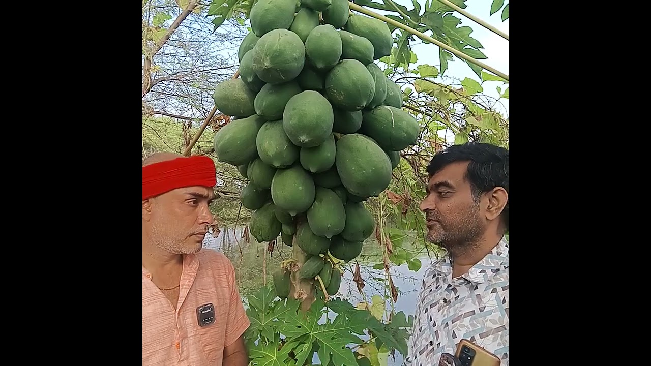 नैनो टेक्नोलॉजी से एक पपीते से 350kg उत्पादन 6232052020