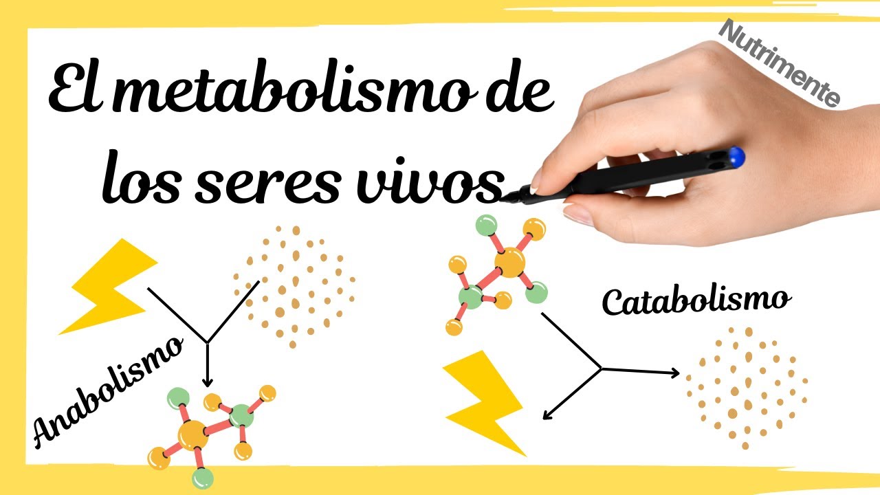 El METABOLISMO de los seres vivos [ANABOLISMO y CATABOLISMO]