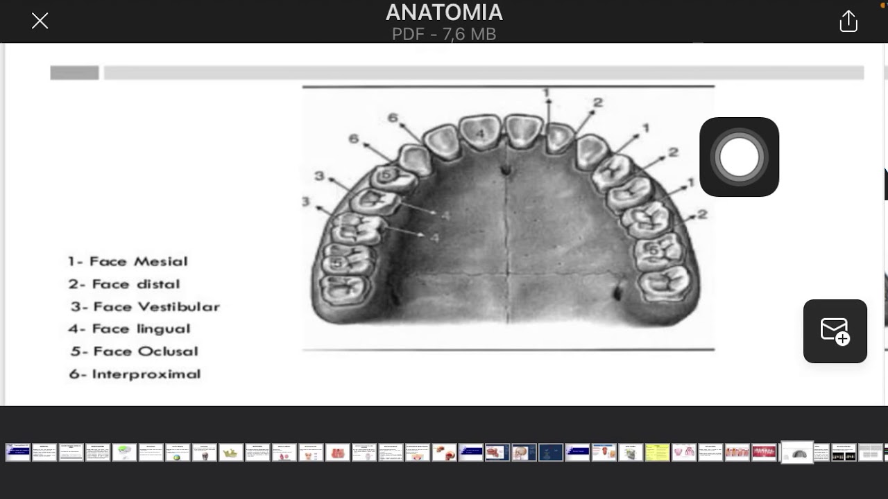 Anatomia da cavidade bucal 2. ASB