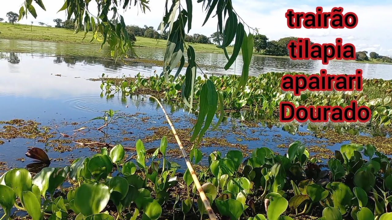 Achei um cardume de traíra gigante fiquei impressionado até dourado e tilapia