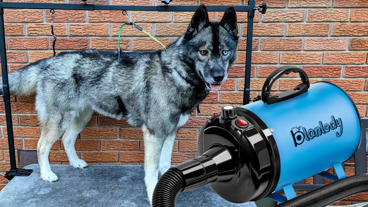 Dog Blow Dryer Review: Fast, Quiet, and Effective Drying
