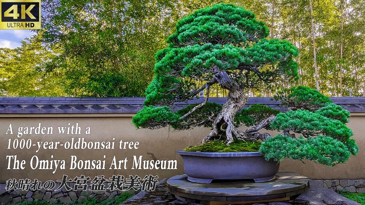 Bonsai Art Museum in Omiya on a sunny day~秋晴れの大宮盆栽美術館 2024.11~[4K UHD]