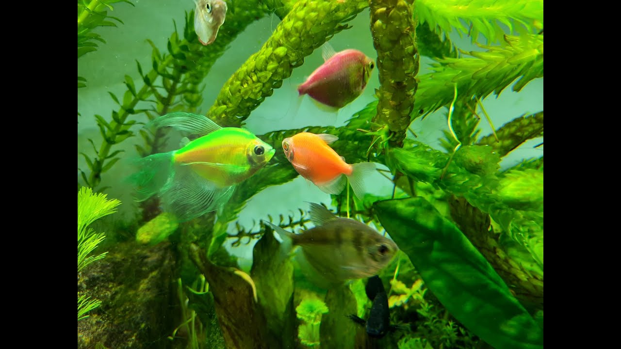 Żałobniczka - czarna Tetra, Tetra fluo (Gymnocorymbus ternetzi)