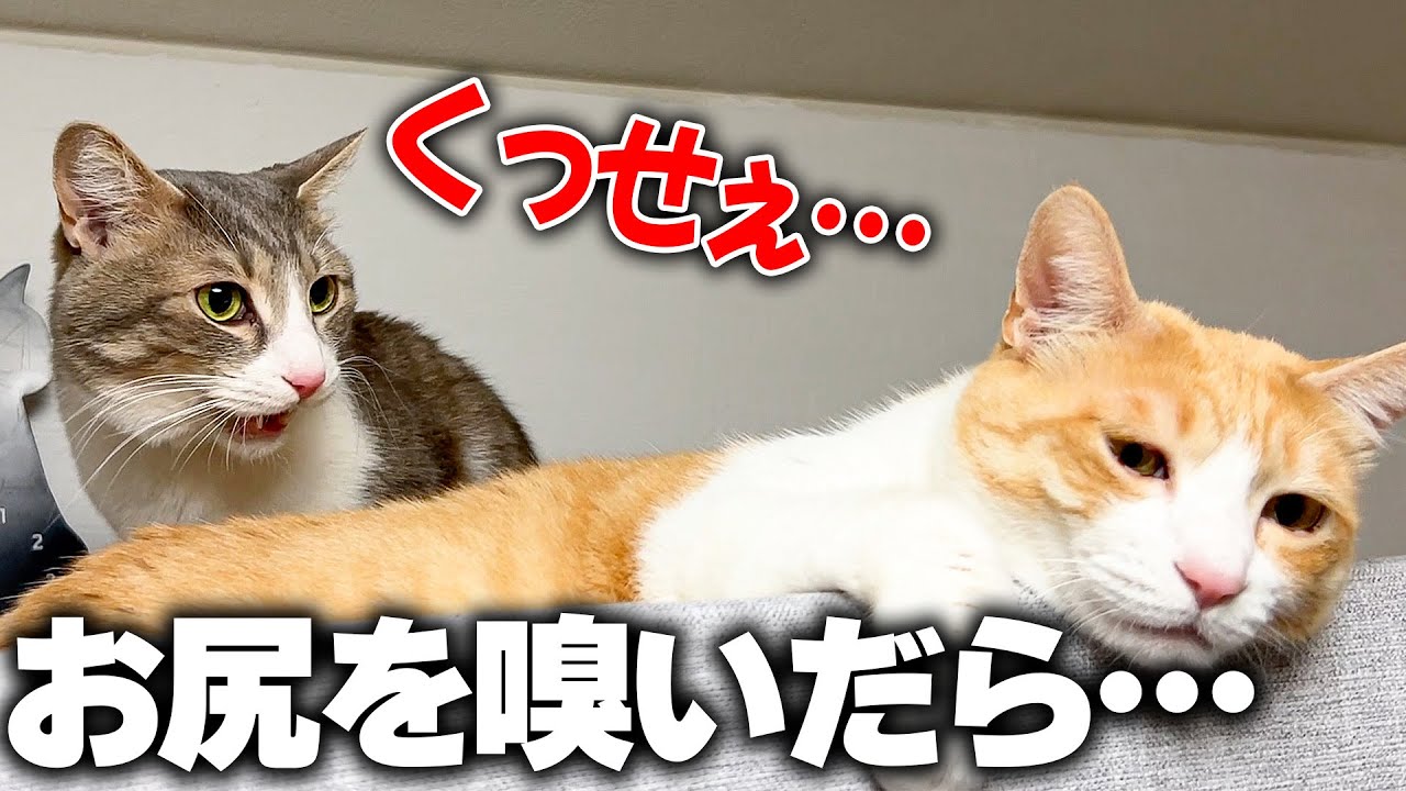 大好きな猫のお尻が臭すぎてビックリしてしまう兄弟猫www