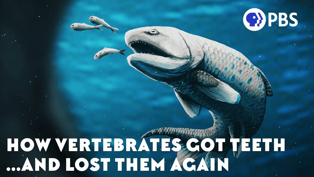 How Vertebrates Got Teeth... And Lost Them Again