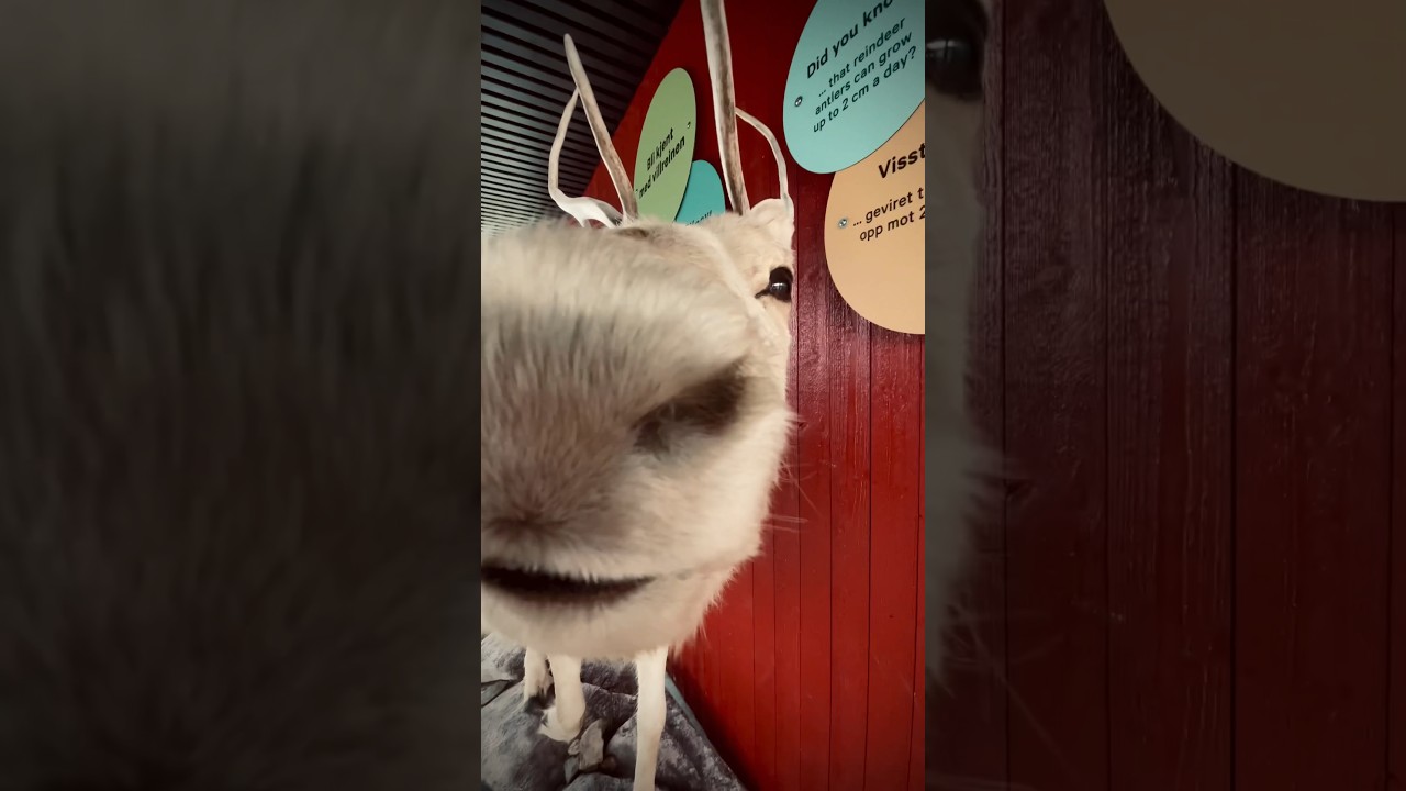 Funny Reindeer Moments in Norway's Dovrefjell 🦌🤣 #Wildlife