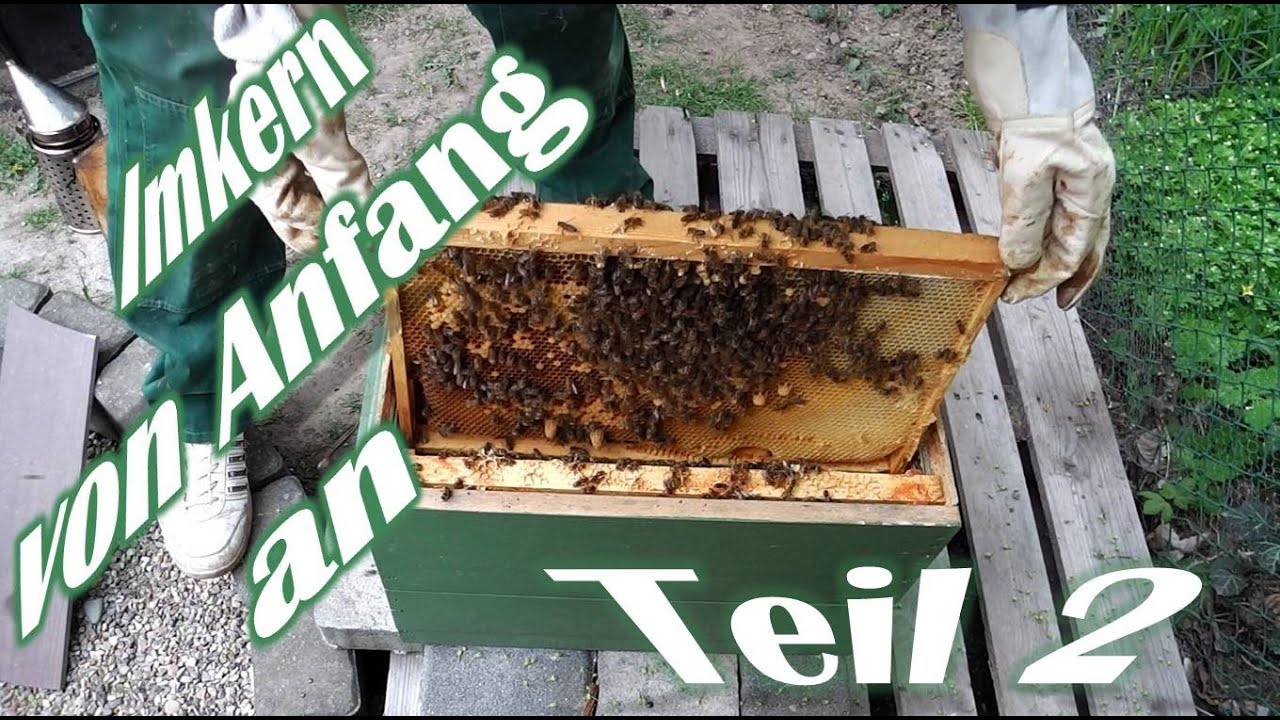 Imkern von Anfang an - Teil 2 - Der erste Ableger - Das erste Bienenvolk - Bienen f&uuml;r Anf&auml;nger