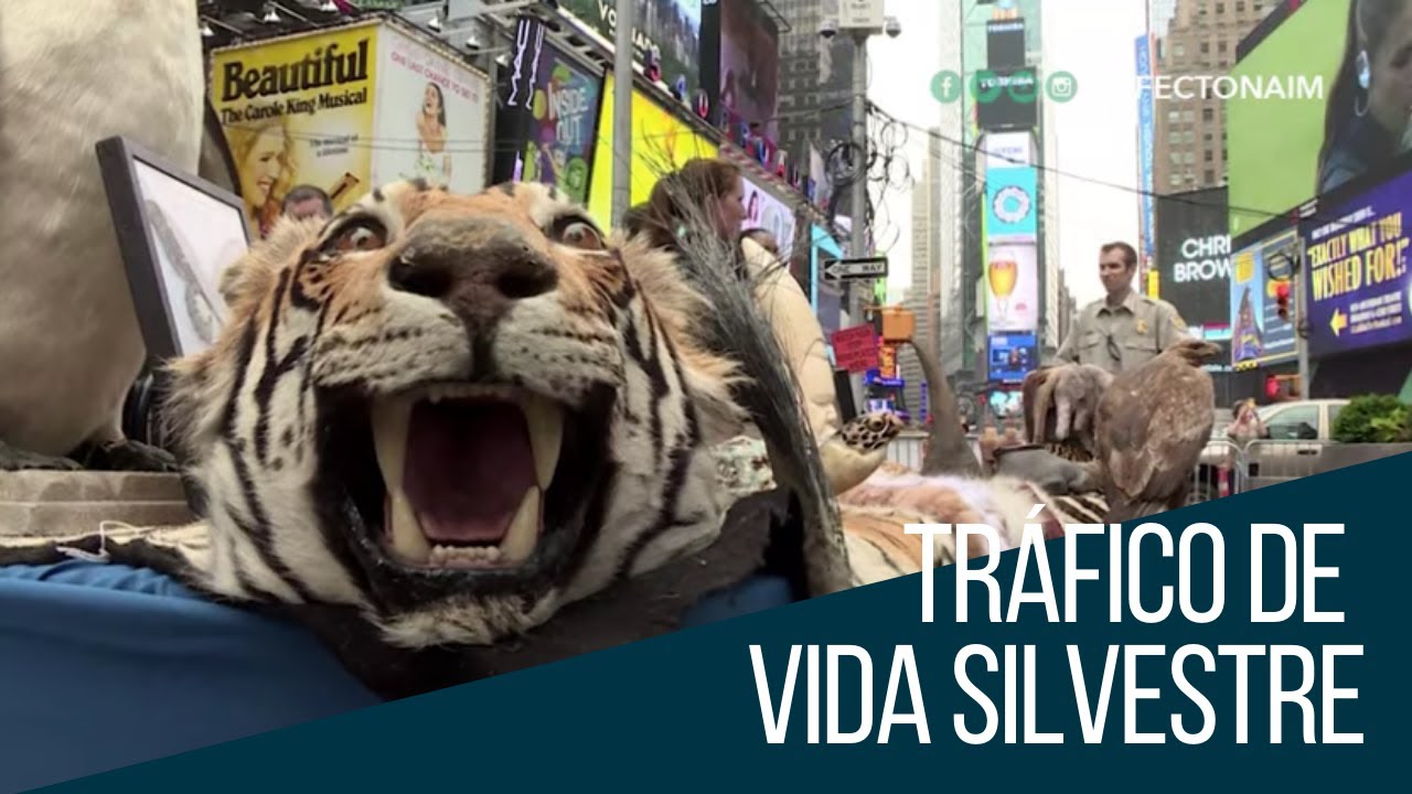 Conozca cómo el tráfico de vida silvestre amenaza la biodiversidad y la salud de los humanos