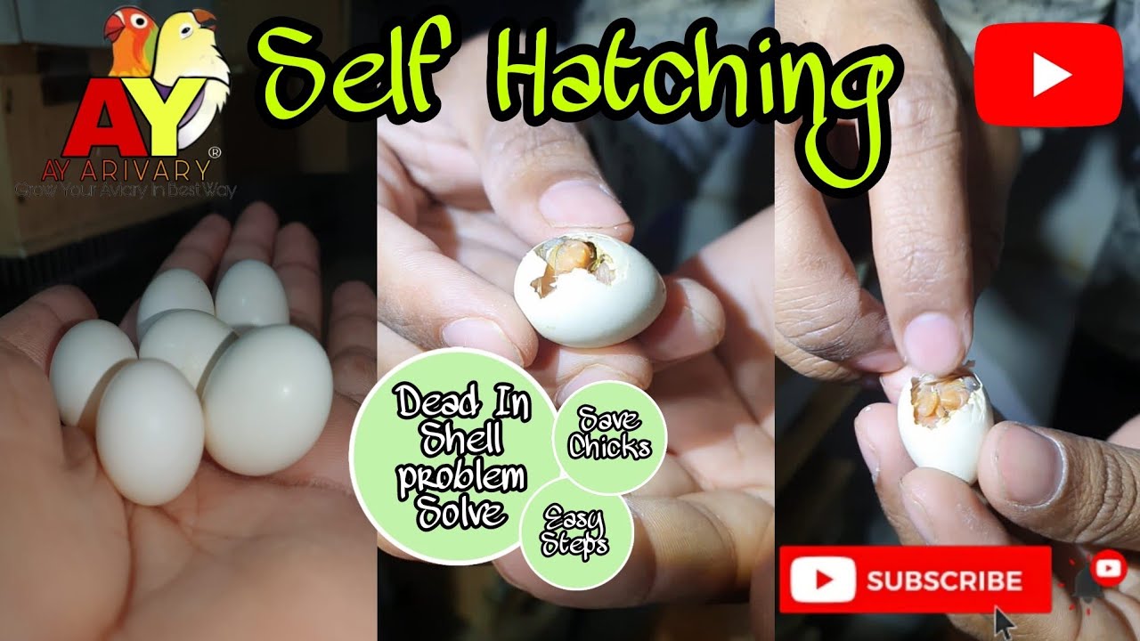 Self Hatching | Dead in Shell Hone se Chick ko Bachaya | Hindi | Urdu