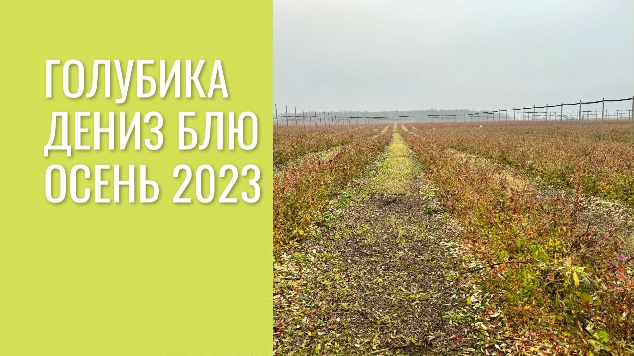Голубика Дениз Блю, осень 2023.
