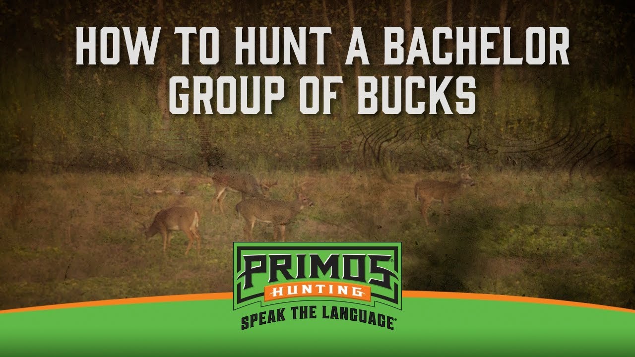 How to Hunt a Bachelor Group of Bucks