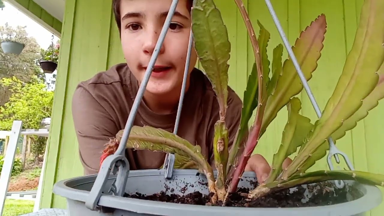 🌿Tudo sobre os Cactos Orquídeas- Cuidados em geral, Mudas| Cacto de Flor exuberante 🌸💮