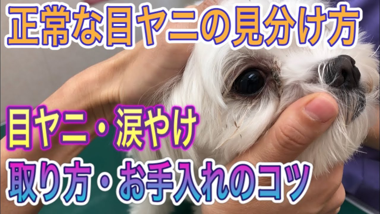 【この目やに正常？？】動物病院が教える目ヤニ・涙やけの取り方や自宅でのケアの仕方。目ヤニの塊を取る！！