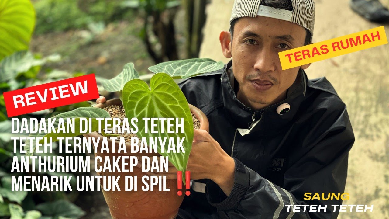 Review Dadakan Di Tempat Teteh Teteh Yang Banyak Anthurium cakep Dan Menarik‼️