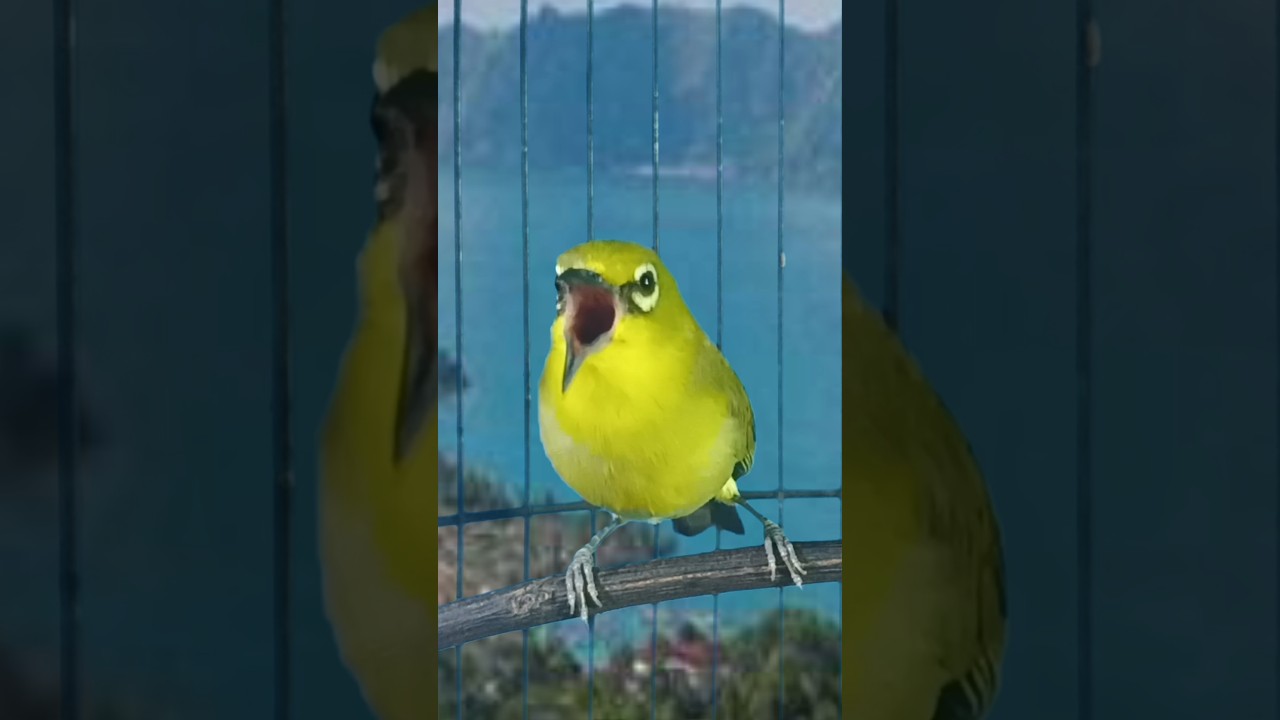 pleci dakun lokal wiksar 
