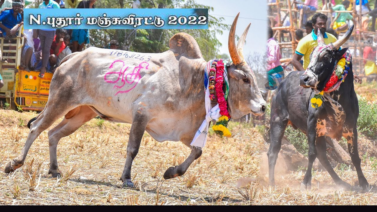 #சிவகங்கை_மாவட்டம்_திருப்பத்தூர் #N_புதூர்_மஞ்சுவிரட்டு_2022