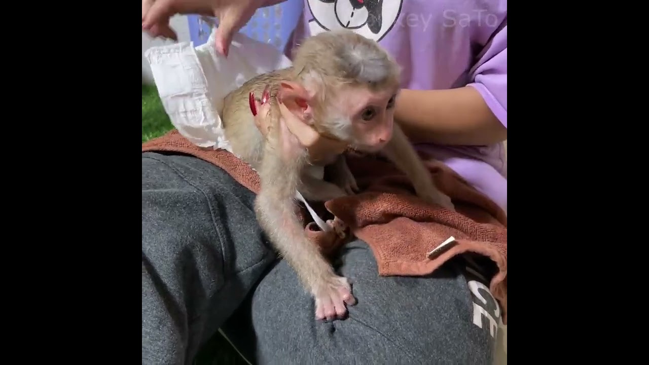 After baby Monkey take a bath So Baby SaTo don't want mum wear diaper