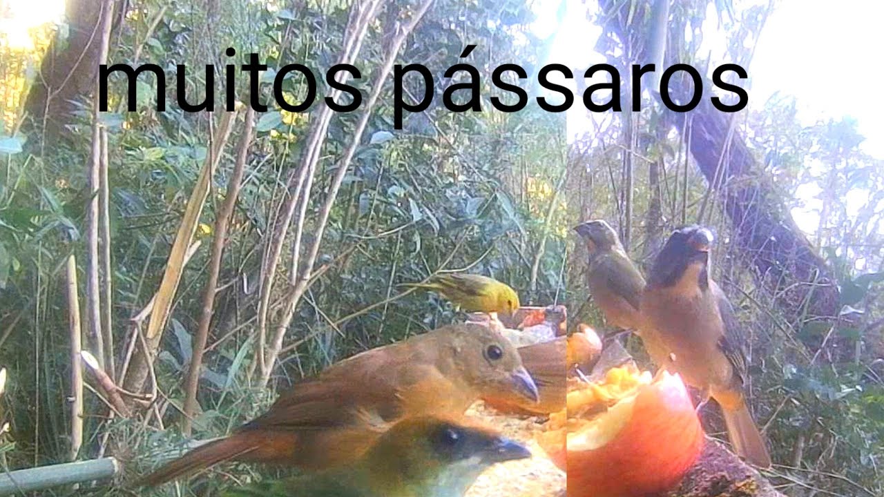 muitos pássaros silvestres