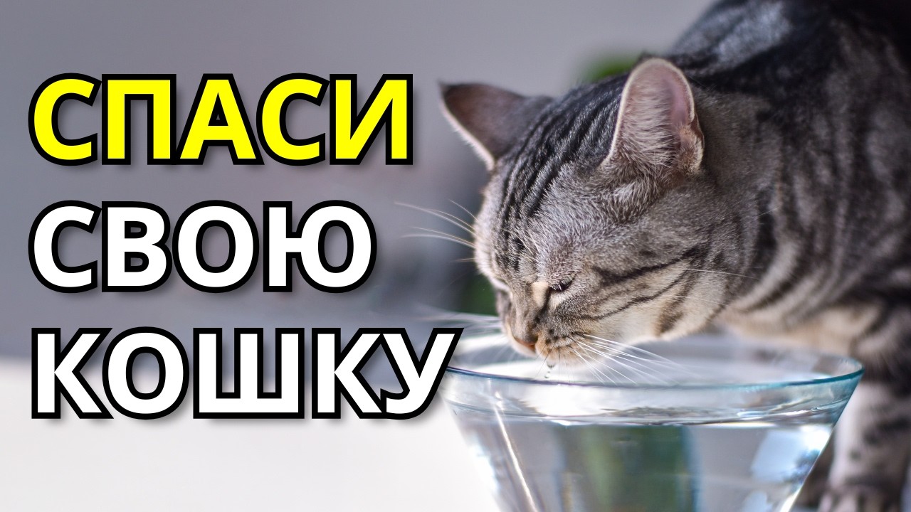 БОЛЕЗНЬ ПОЧЕК У КОШЕК (ХПН). Это ДОЛЖЕН ЗНАТЬ каждый владелец. Хроническая почечная недостаточность