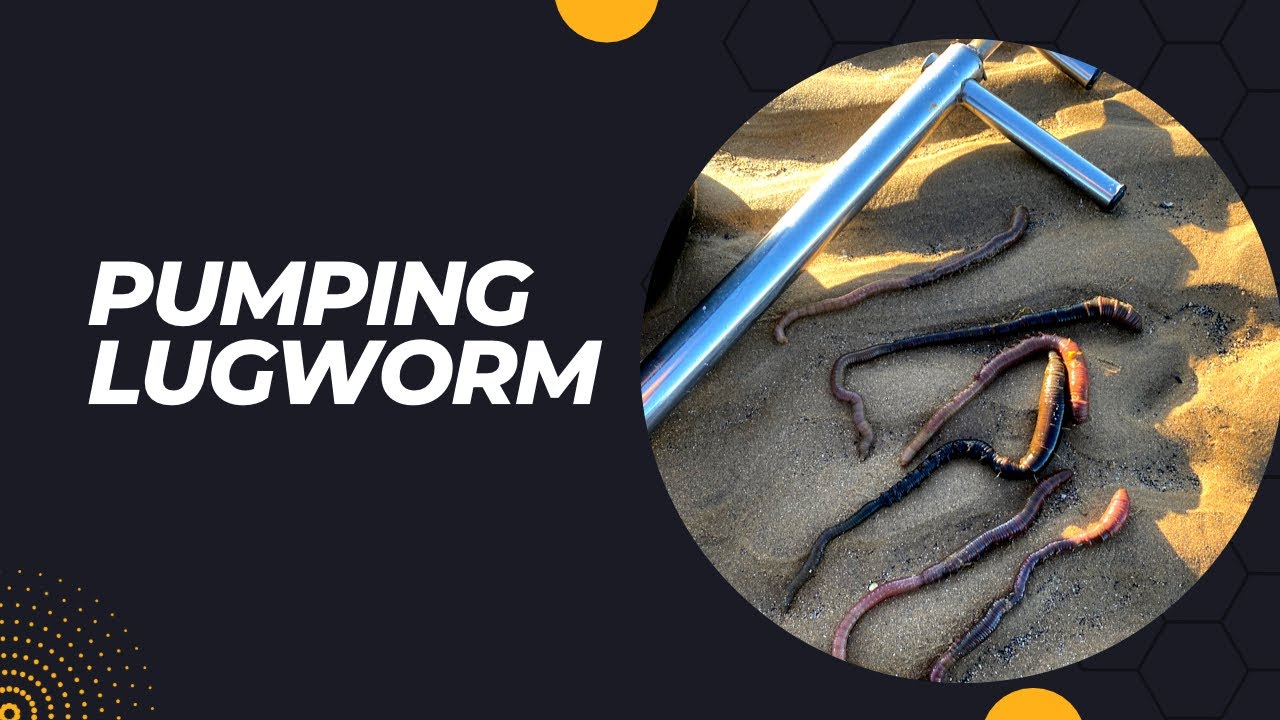 Pumping blowlug  #seafishing #fishing #beachfishing #seaangling