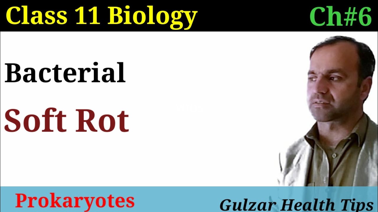Bacterial soft rot | symptoms,causes, prevention and treatment | Class 11 biology.