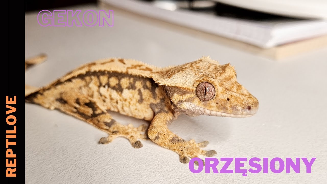 Gekon Orzęsiony | Correlophus Ciliatus |