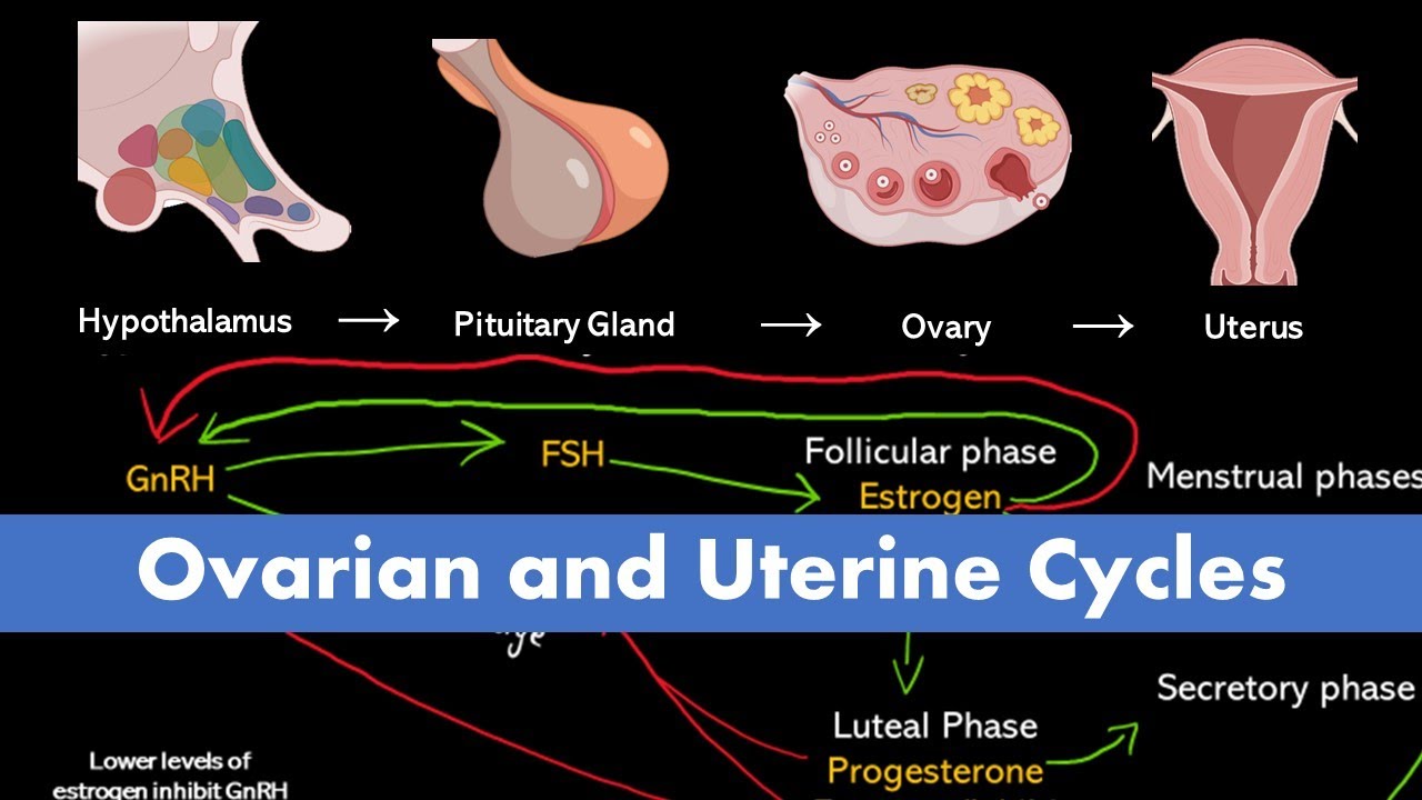 Ovarian and Uterine Cycle (Menstrual Cycle)