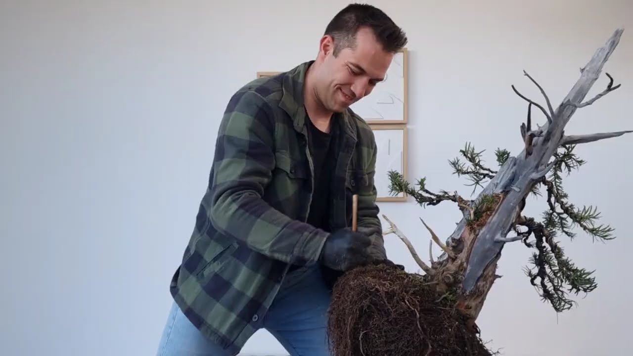 🌿 Секреты Пересадки | Скрытый Интеллект Под Вашим Бонсай