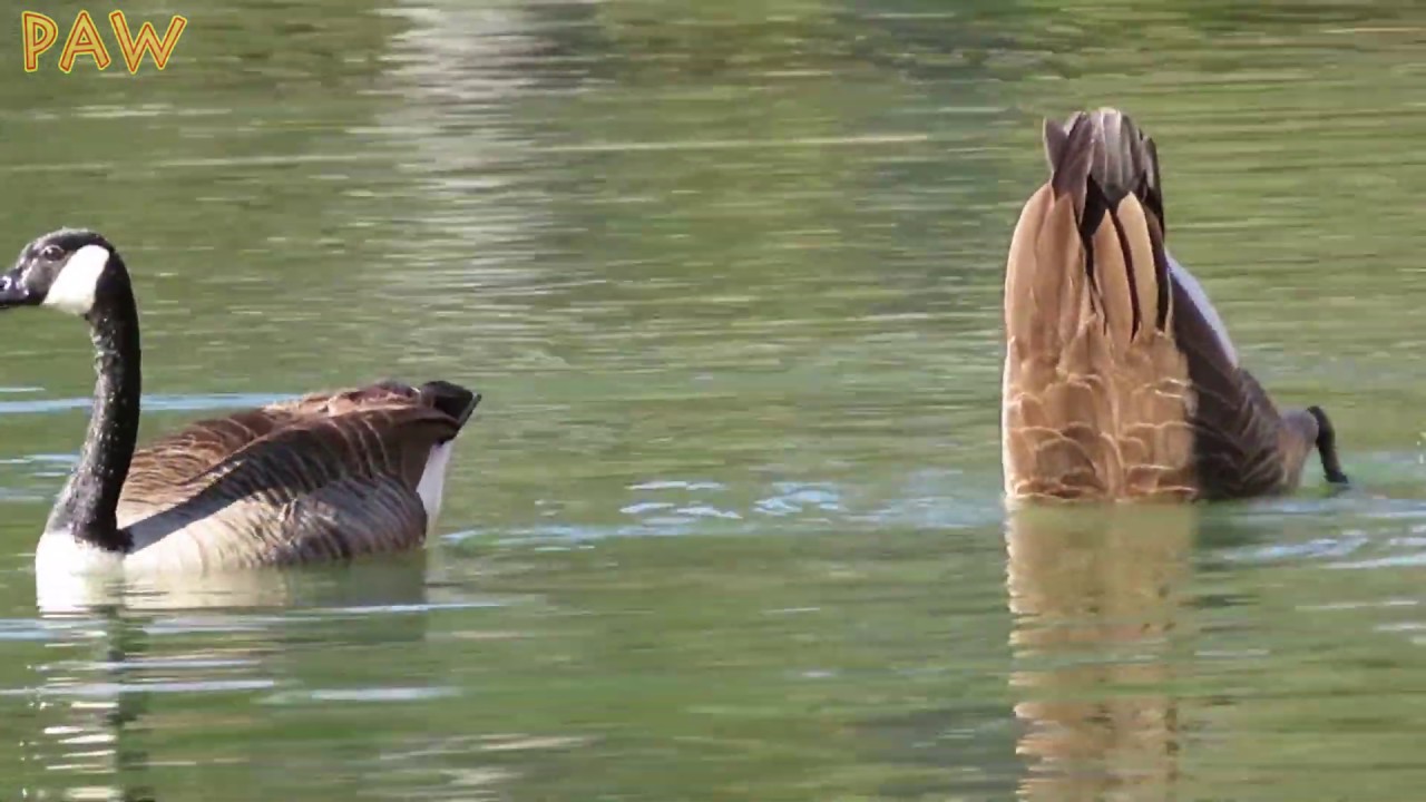 Dabbling Mallard Ducks, Canada Geese | Foraging for Food