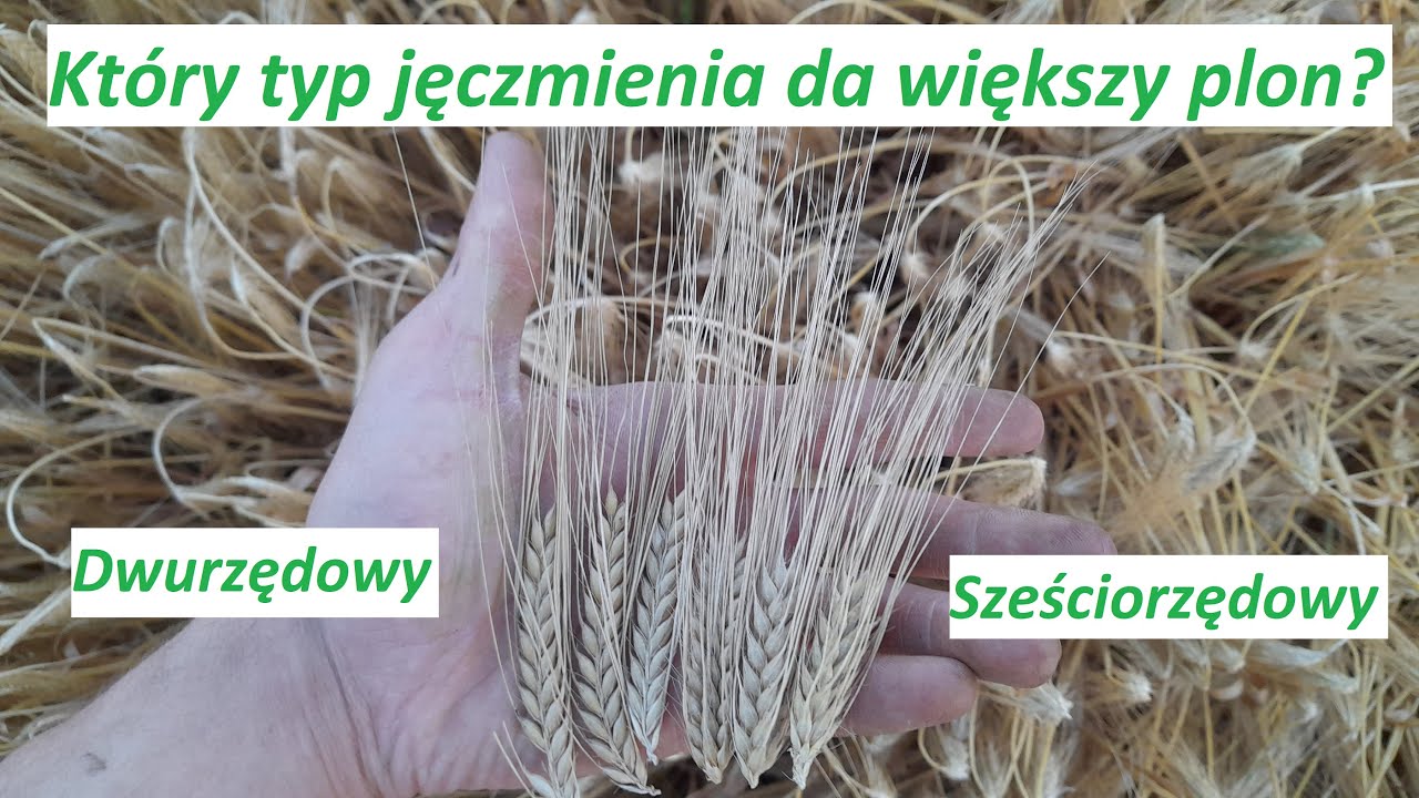 Ostatnie Chwile Przed Zbiorem - Żniwa 2023 - Porównanie typów jęczmienia - Przegląd plantacji #38