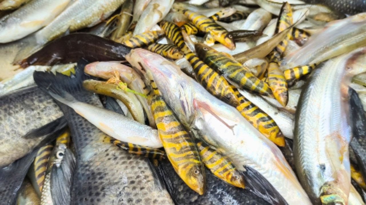 Sylhet Famous Boteshwar Bazar, You Should Visit For River Fish | সিলেট বটেশ্বর বাজার