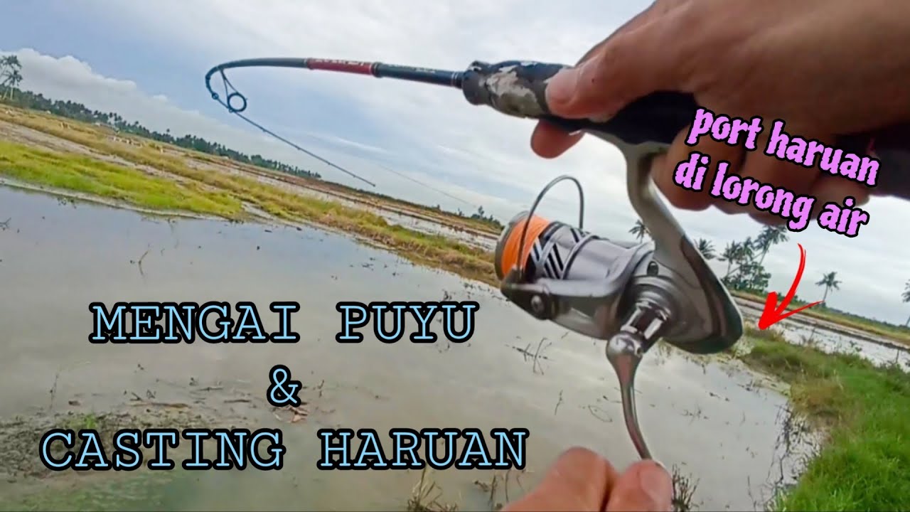 #EP1005 Puyu dan Haruan Mengganas Lagi! - mancing puyu dan casting haruan