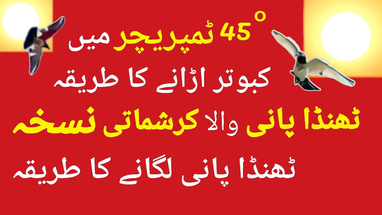 Full Garmi Ka Parwazi Nuskha || Parwazi Pani || Thanda Pani ||Increase Pigeon Flying Time