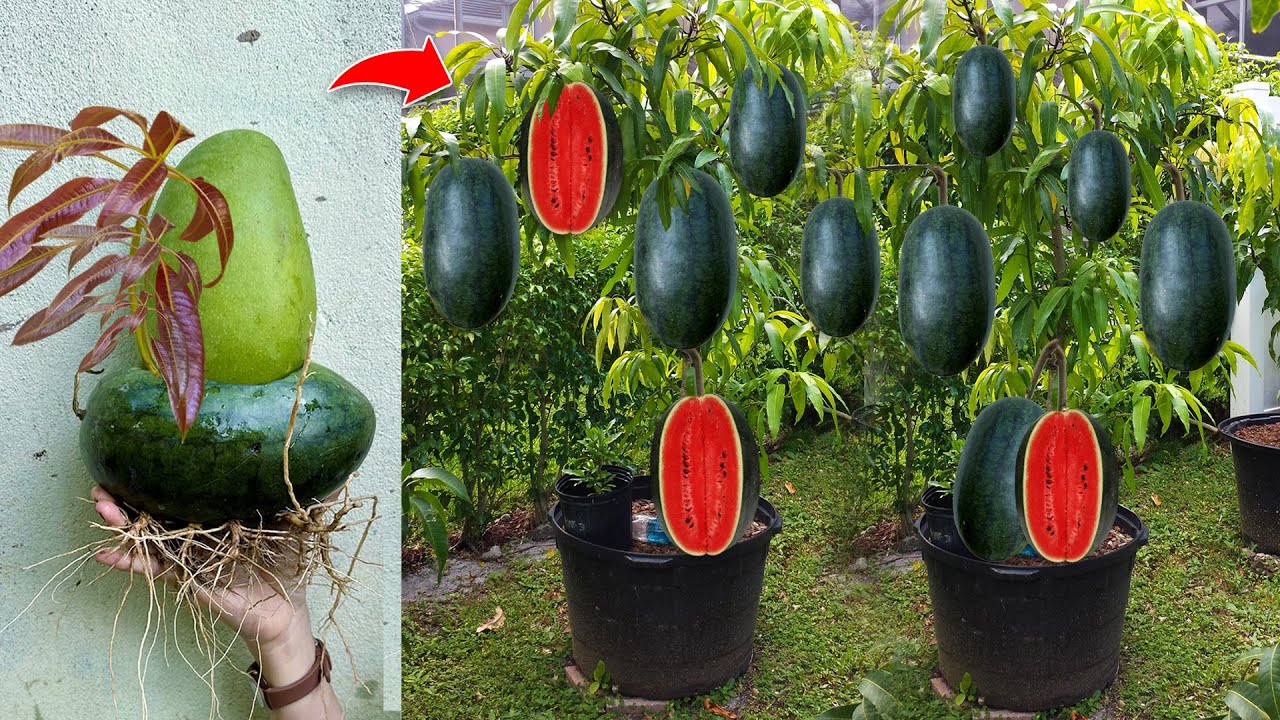 Mangoes With Watermelon : How i Grafting Mangoes with Watermelon produces the most fruit  Watermelon