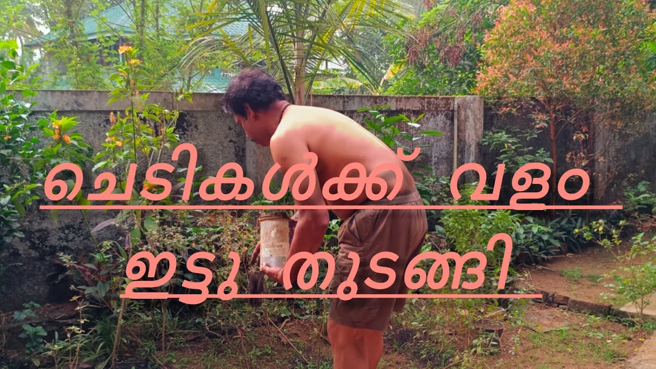 ചെടികൾക്ക് വളം ഇട്ടു @Achinthyaaprasadfamilyvlog #Dailyvlog #Cooking #Home #Morning #