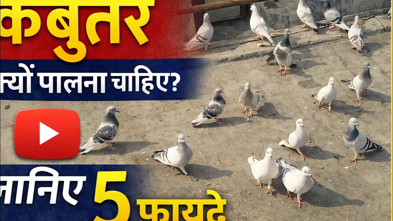 🥇Hedrabady khul tehi la ptaa simapuri se sonu aadil🥇 aadil pegeon loft🥇