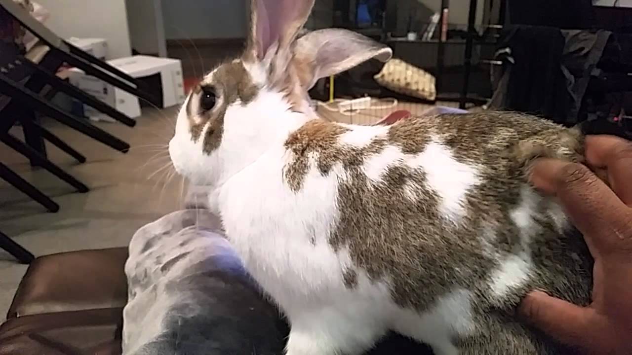 Bunny tantrum