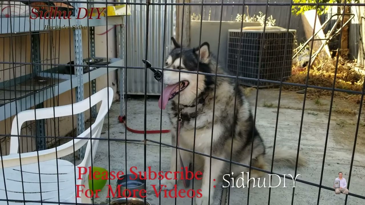 Alaskan Malamute Howling