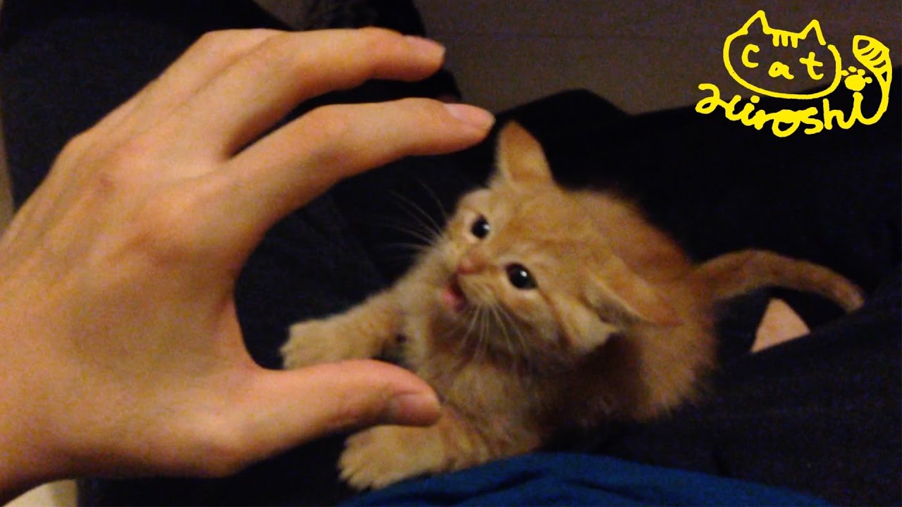 茶トラ子猫「ひろし」2分08秒後に覚醒！野生の心を取り戻したかッ Tabby Cat Hiroshi VS Hand (Smash Brothers ?)