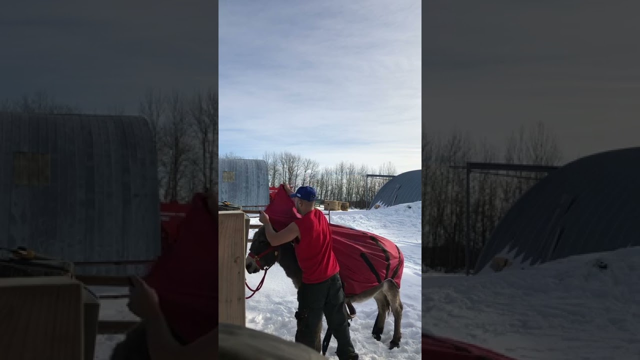 Canada 2022 Fernando and training a Donkey to be friendly with people￼