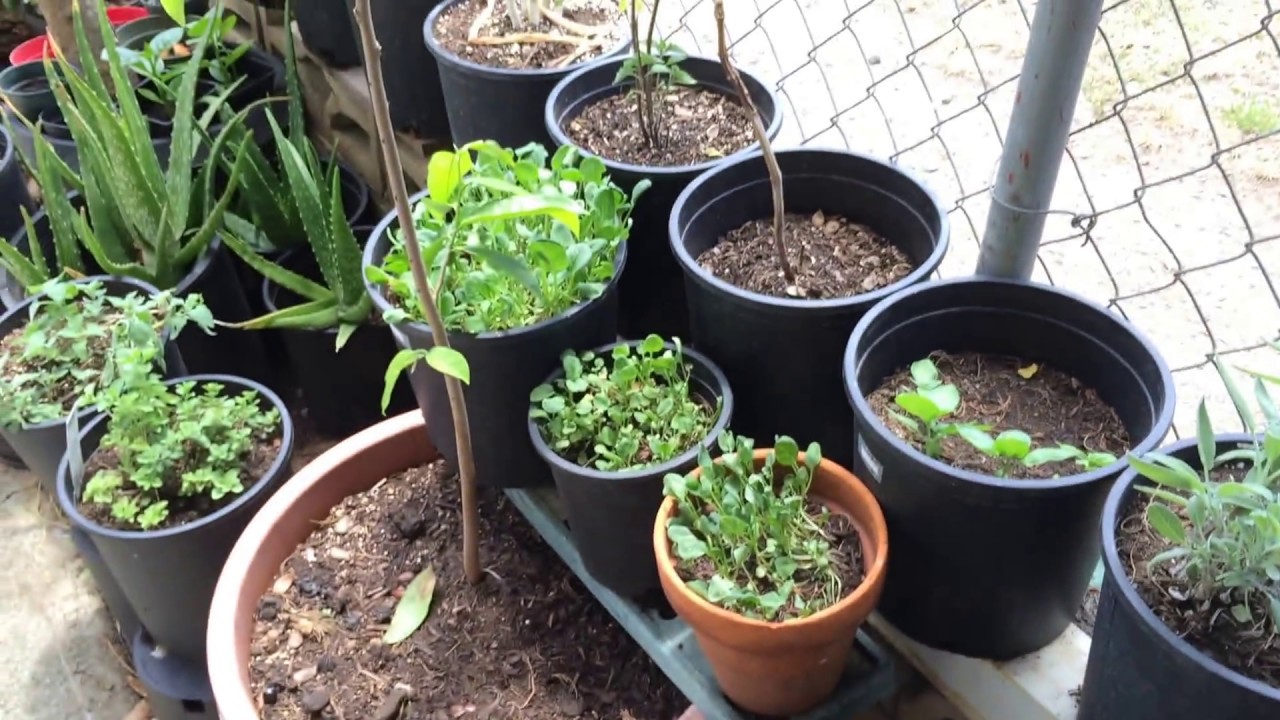 What grows in Hawaii garden?? | Organic Hawaii