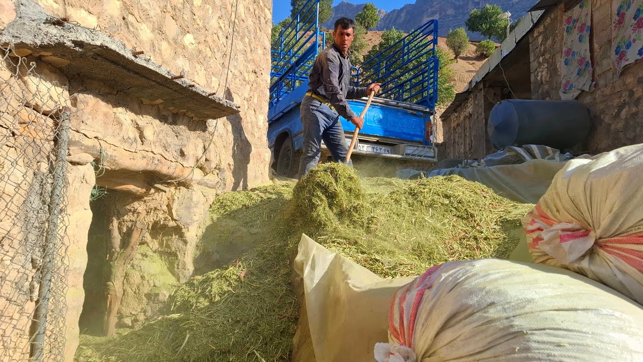 Nomadic life, picking grass and emptying it into hay or straw barns
