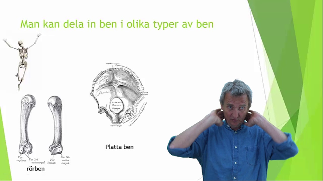 Rörelseorganen del 1  Skelettet