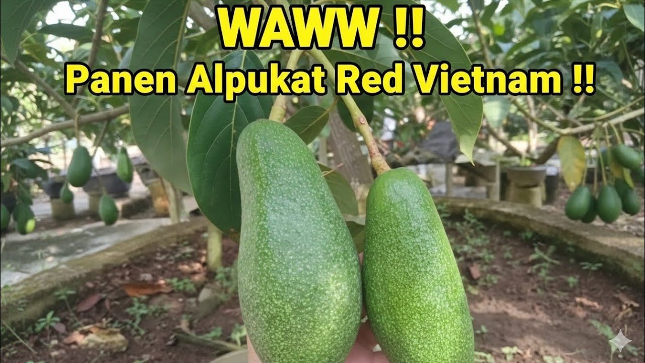 Wawww !!! PANEN ALPUKAT RED VIETNAM