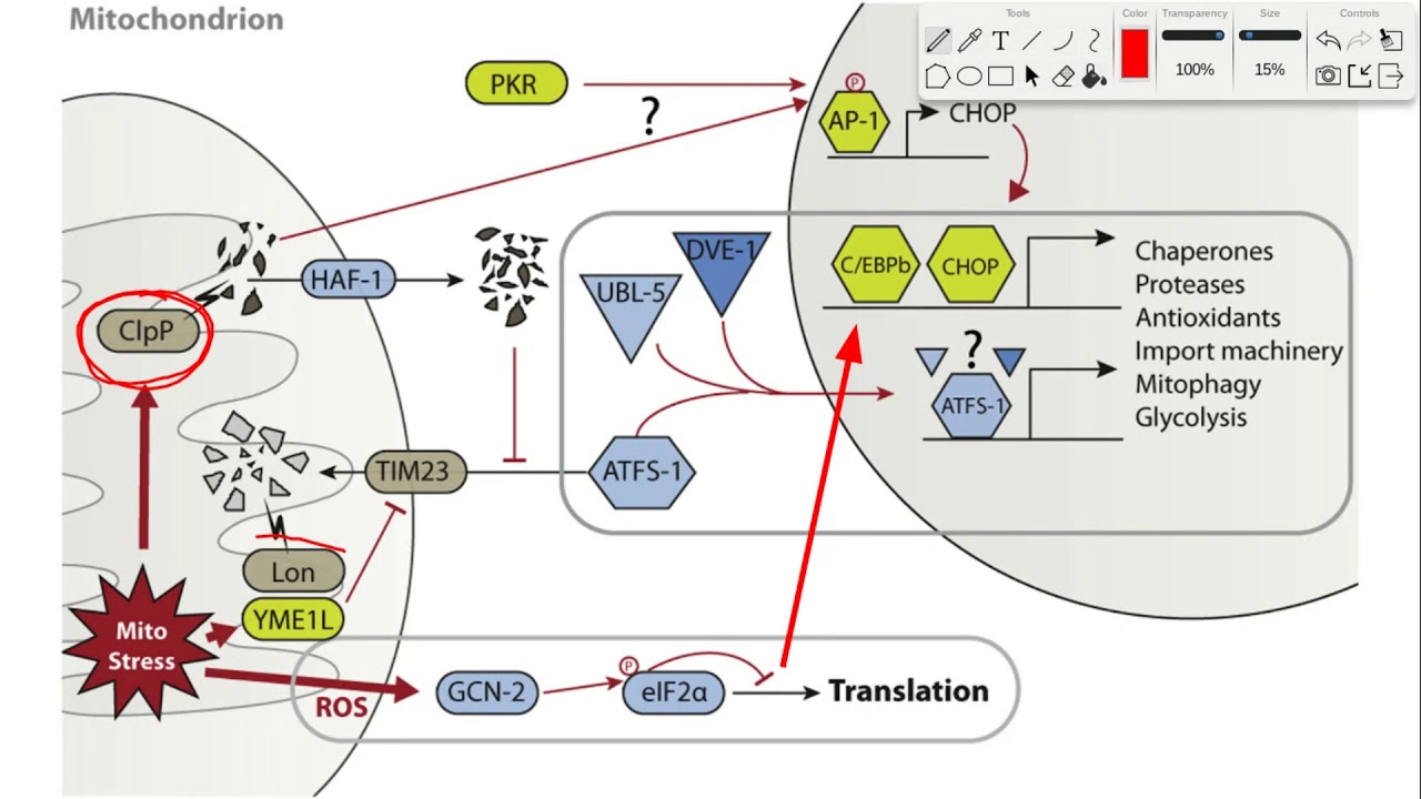 Mitophagy, mtUPR, & Translocation