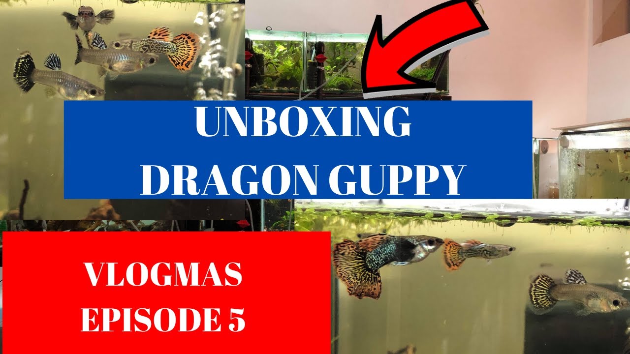 VLOGMAS | EPISODE 5 | UNBOXING GUPPY DUMBO RED DRAGON HALFMOON
