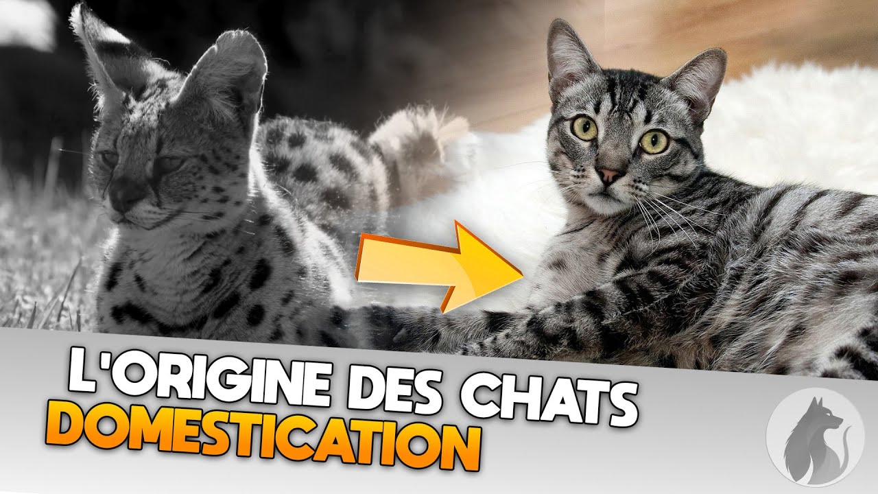 Documentaire Chat : L'Origine du chat, comment est-il devenu domestique ?