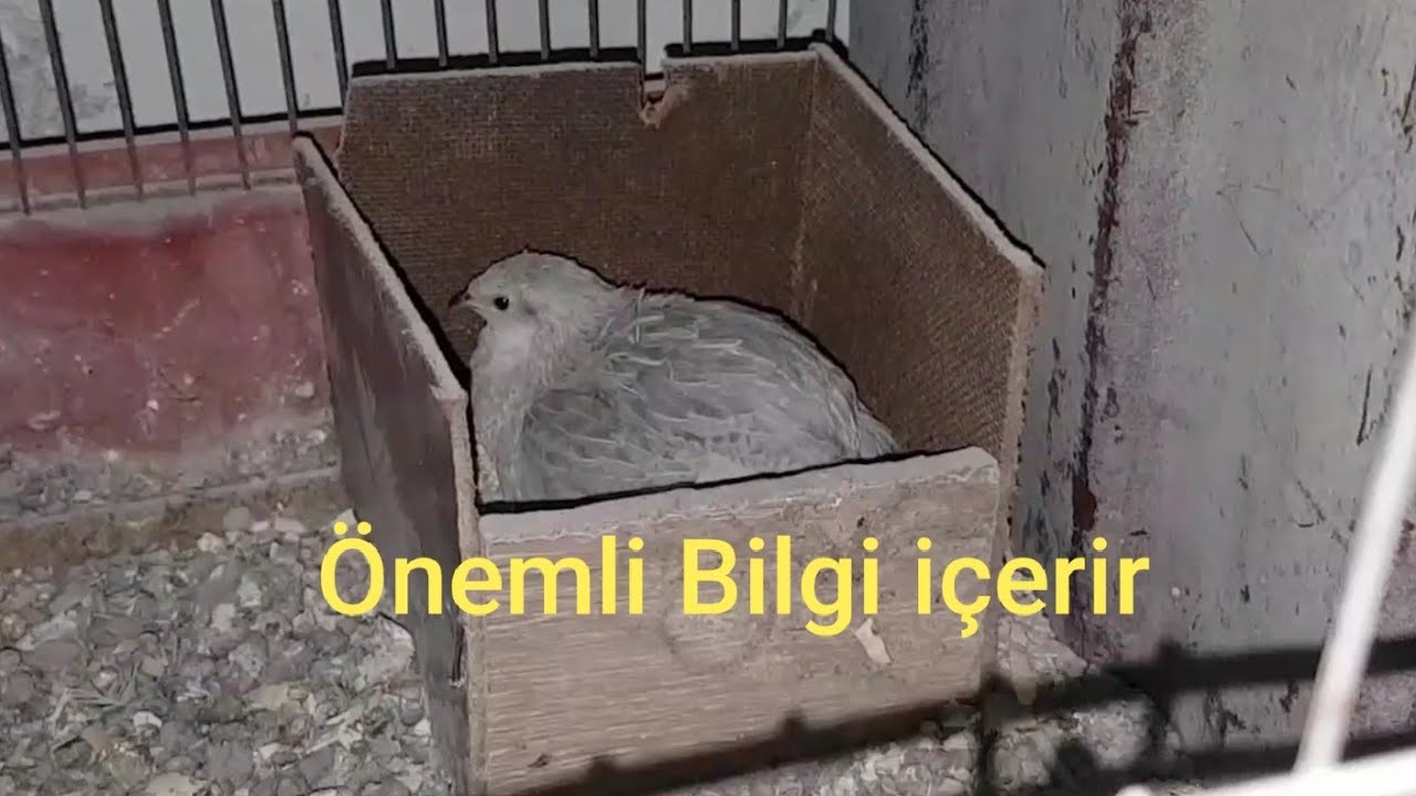 GURK ÇİN BILDIRCIN BAKIMI NASIL OLUR ? NELERE DİKKAT EDİLİR ? ÖNEMLİ BİLGİ İÇERİR