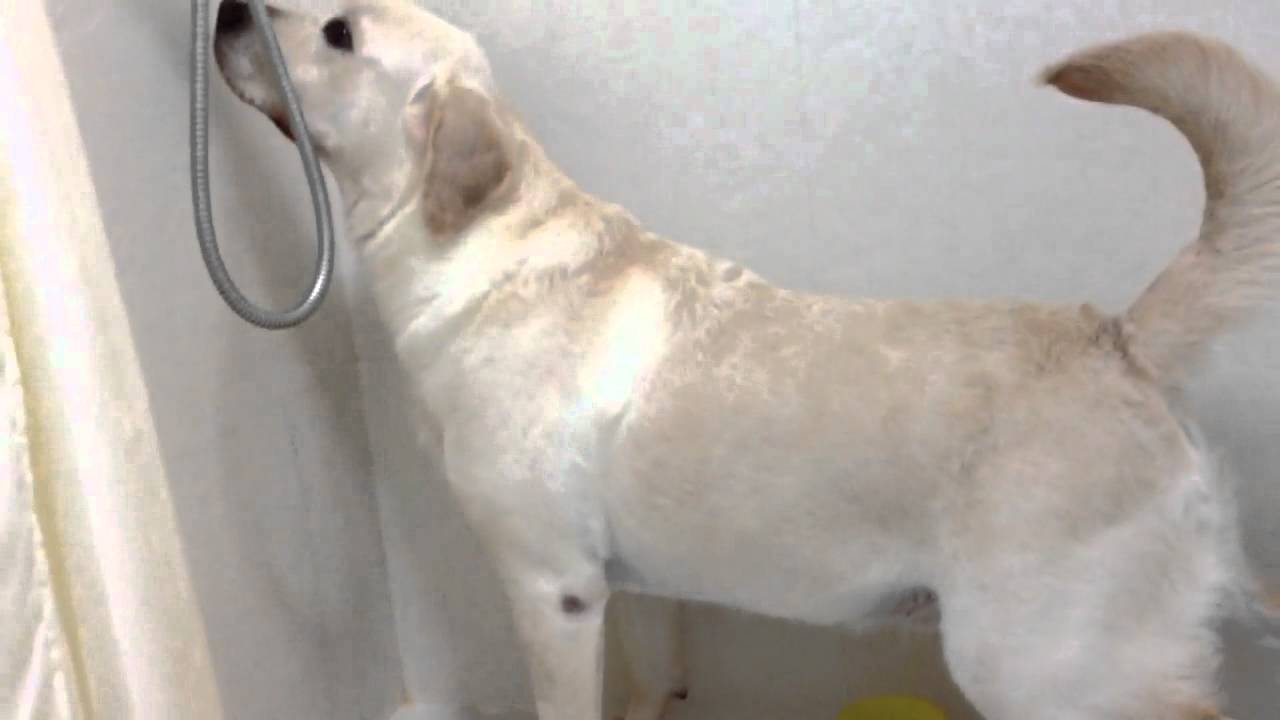 Labrador peeing in a cup