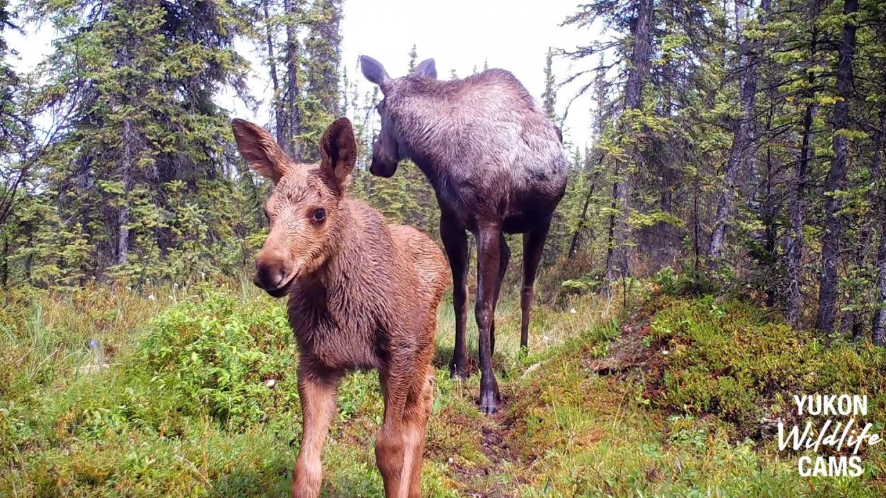 Six months of wildlife on a backcountry trail cam